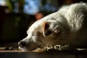 בית קברות לחיות